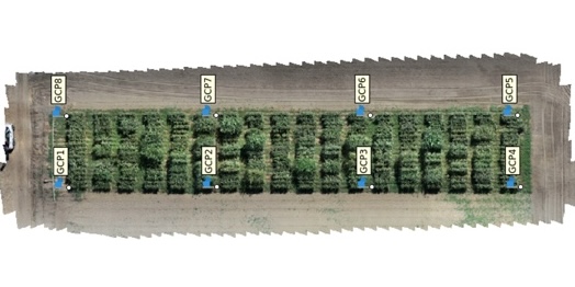 Drone-based Sorghum Height Estimation and Plant Modeling