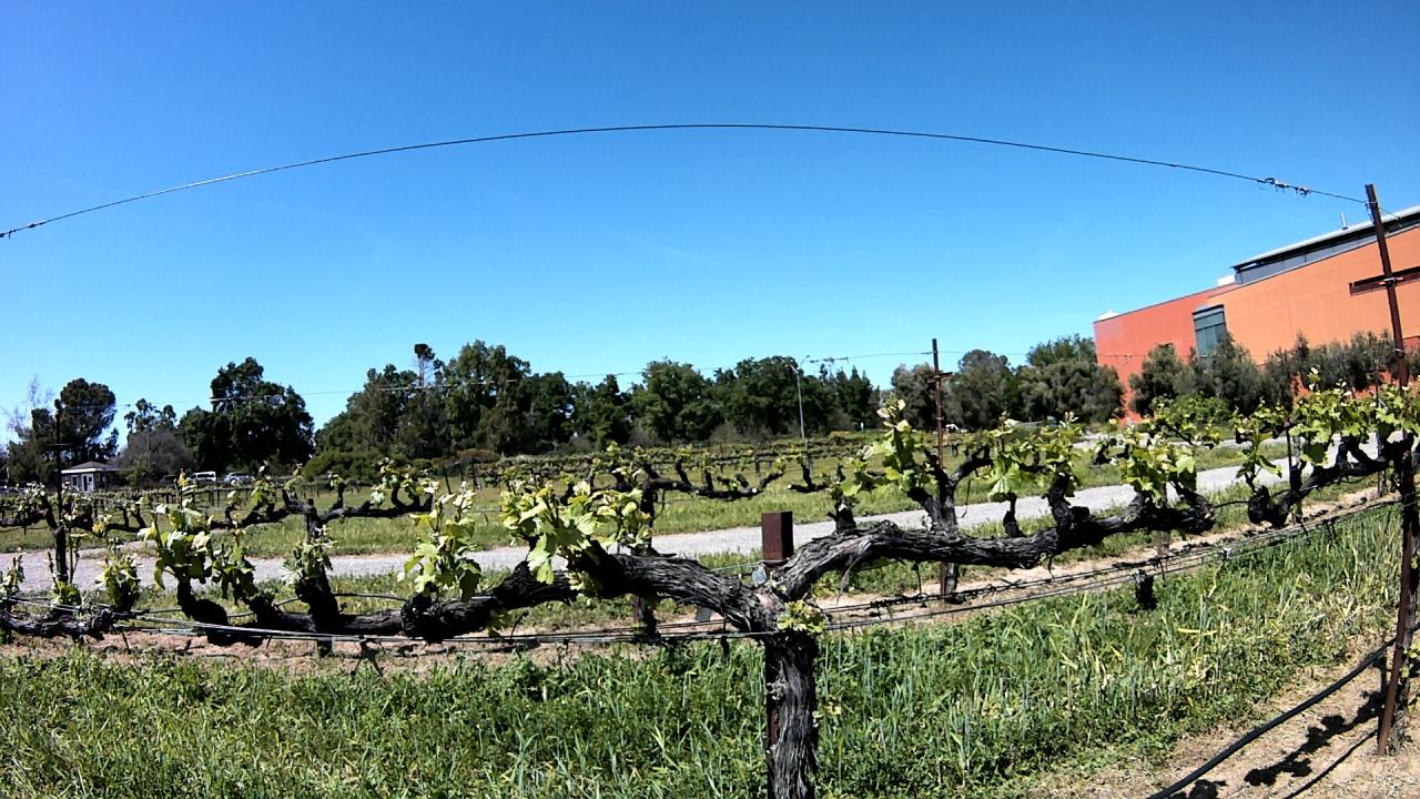 Robo-ag in Vineyard