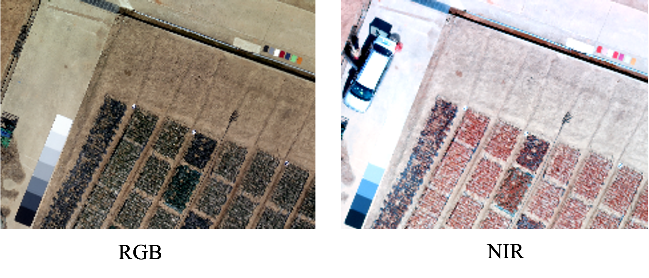 Aerial RGB and NIR views of the field showing calibration panels