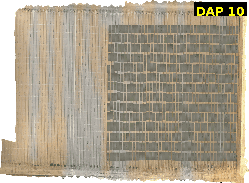 Helios DAP Progression